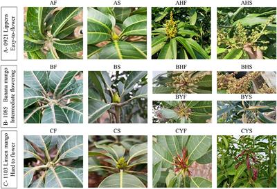 Transcriptome and Metabolome Analyses Reveal the Involvement of Multiple Pathways in Flowering Intensity in Mango